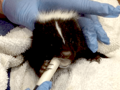 Striped skunk syringe fed