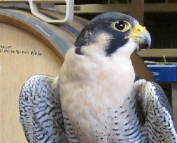 Morro the Peregrine Falcon Ambassador