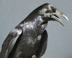 Corax the Common Raven Ambassador