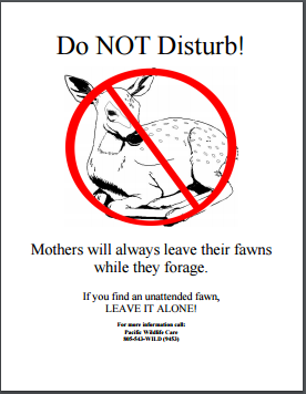 Do Not Disturb Fawn Flyer