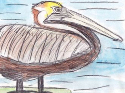 Pelican Drawing