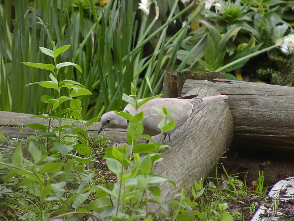 Eurasian Collard-Dove (file photo)