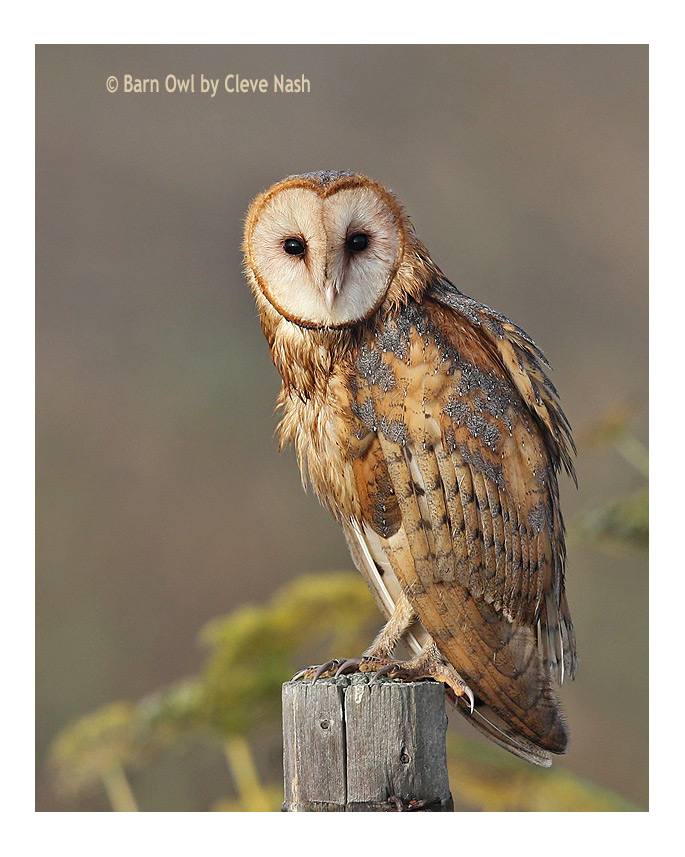 Barn Owl by Cleve Nash
