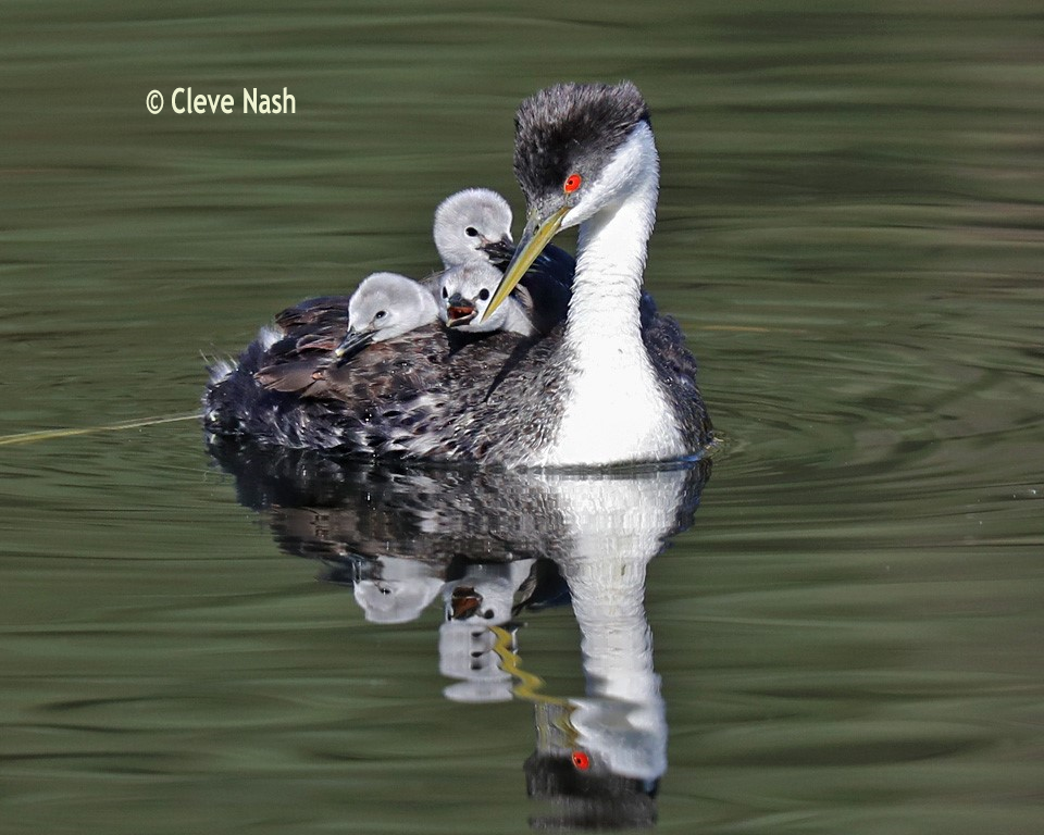 Grebe Family by Cleve Nash